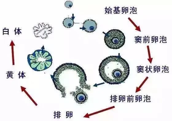 不备孕可以吃锌硒宝