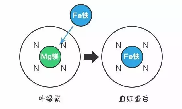 补铁是补血吗