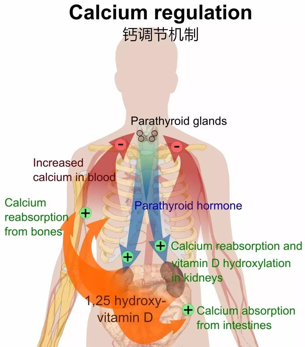 微量元素检测需要空腹么