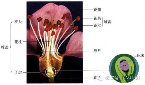 去医院查微量元素挂什么科