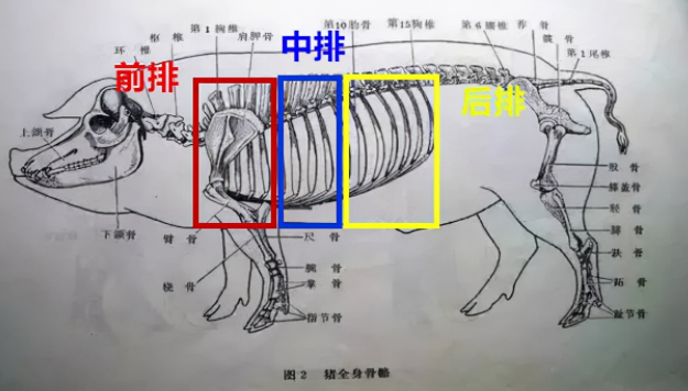 排骨补铁吗