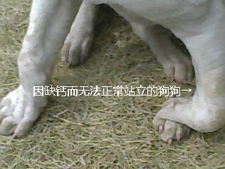 狗狗怎么补钙