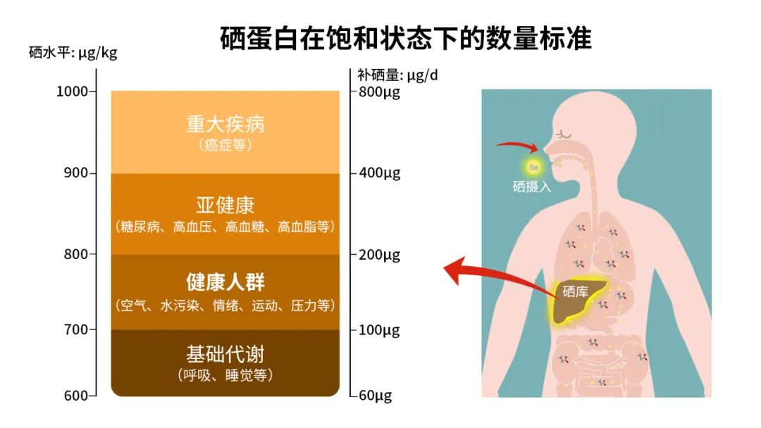 每个人补多少硒合适呢