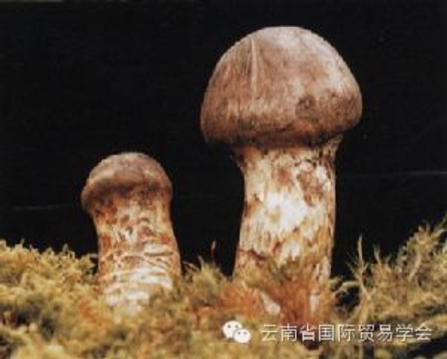 脾虚补硒有用吗怎么吃