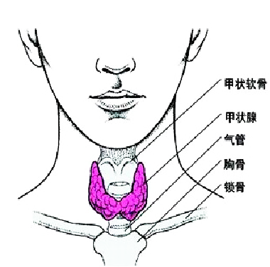 桥本氏甲状腺炎补剂硒