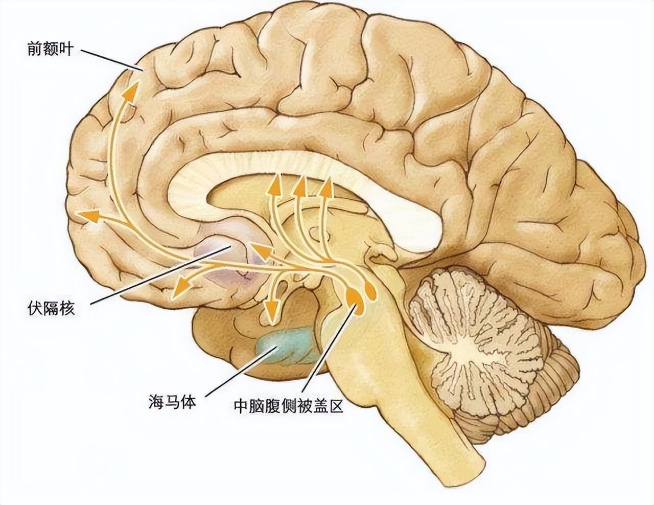 锌硒和铜可以同时补吗