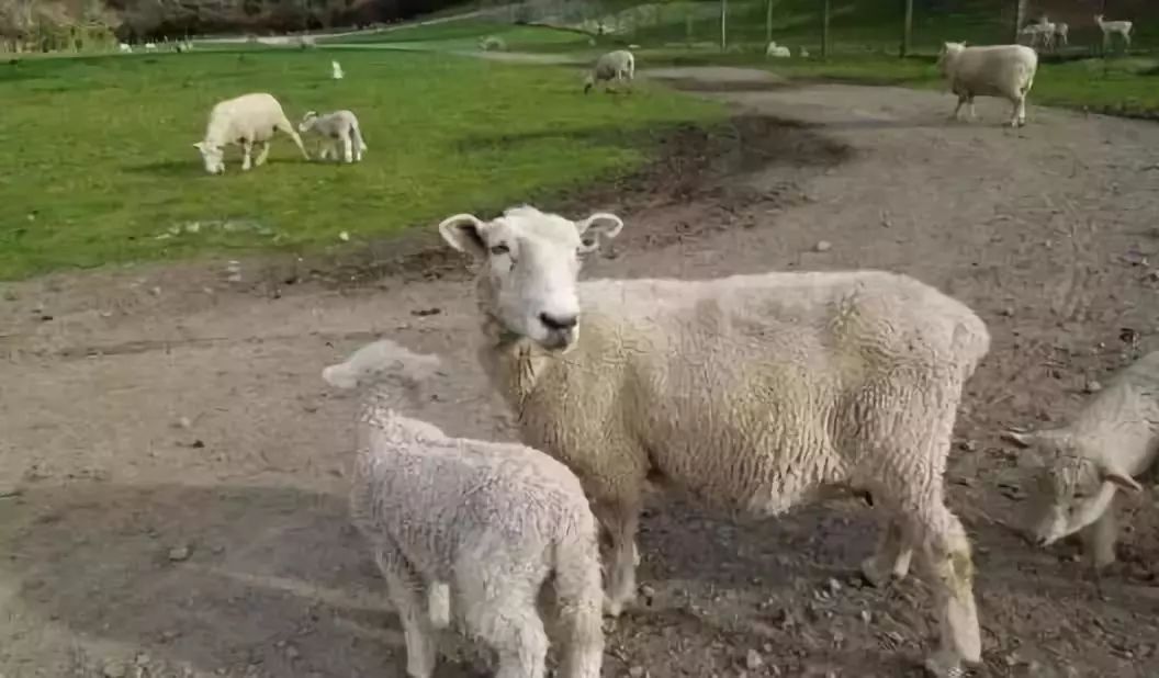 冬天怀孕母羊用补硒吗