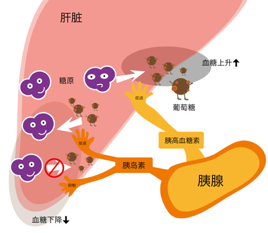 西兰花补钙吗