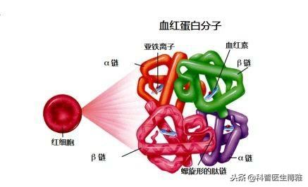 如果一篇文章就能搞懂“地中海贫血”，你来不来？