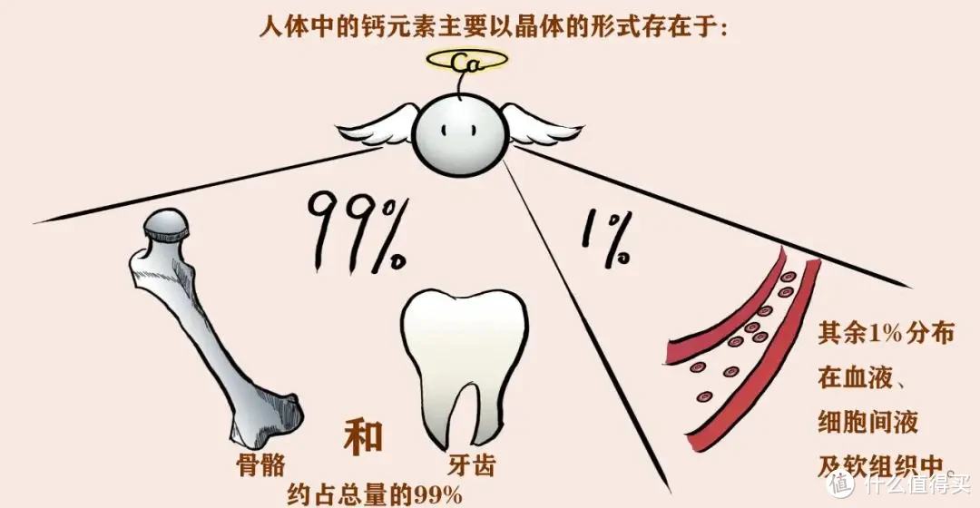 食客：你真的清楚如何补钙吗？一文带你深度了解补钙的几大常见问题