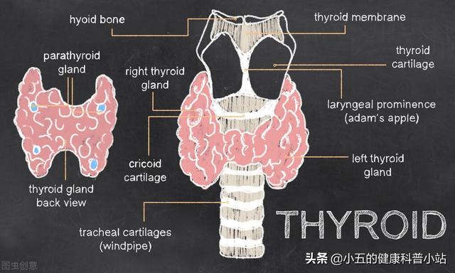 脂肪肝肝硬化要补硒吗