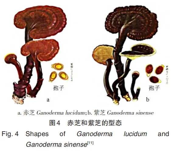 乙肝补石硒能抗病毒吗