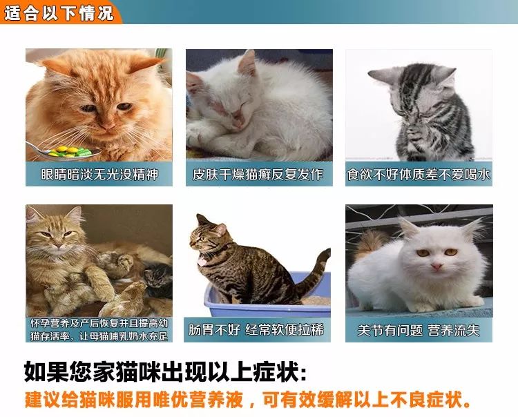 猫咪补充微量元素吃什么