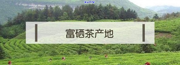 富硒茶的产地有哪些？全解答与高清图片