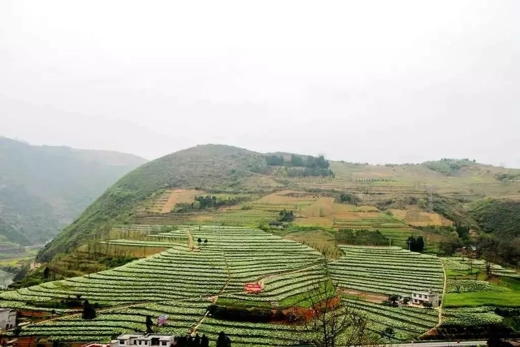 富硒黄花菜的产品定位