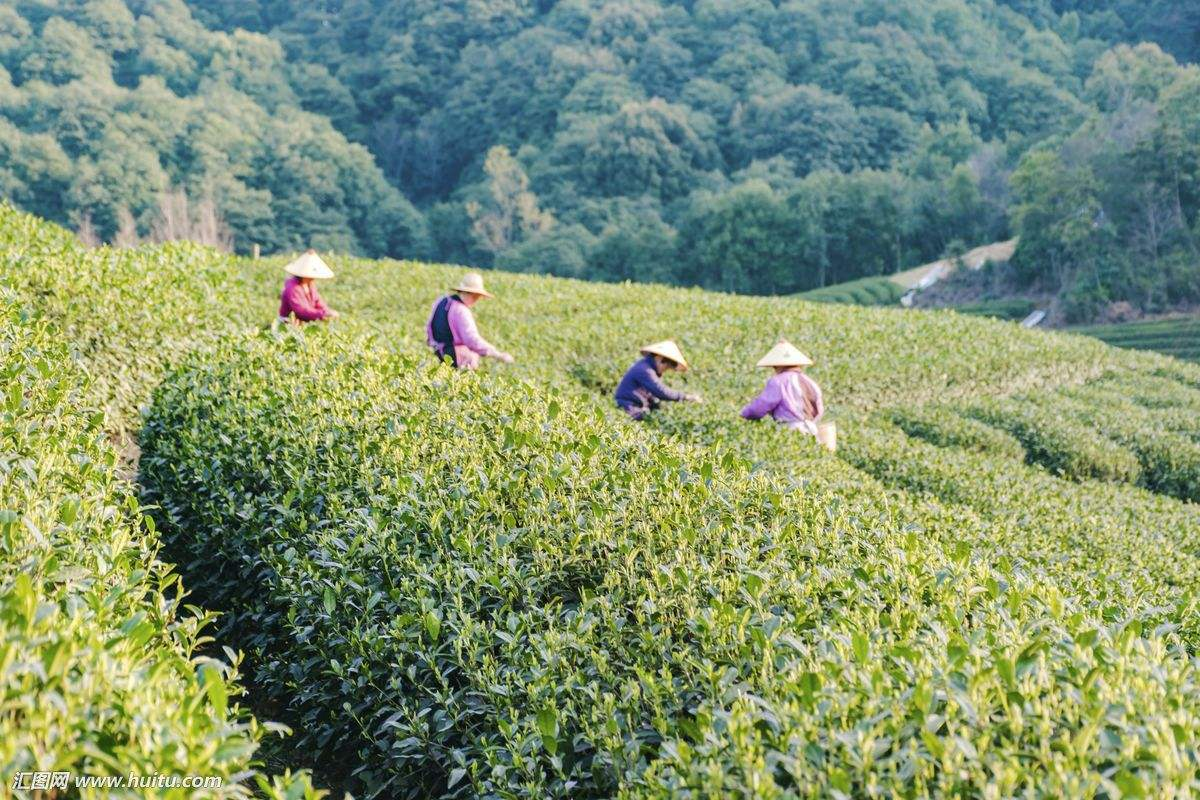 恩施醇厚的恩施富硒茶