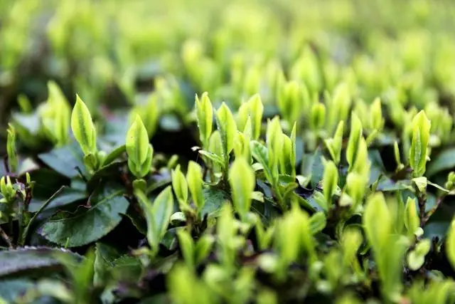 恩施天然富硒茶的特点