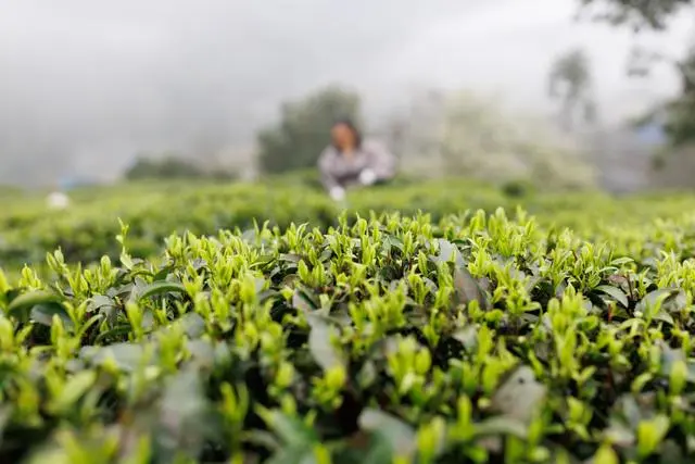 恩施天然富硒茶的特点