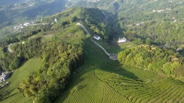 湖南富硒茶玉露多少钱