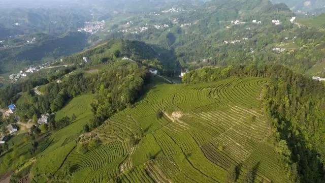 湖南富硒茶玉露多少钱