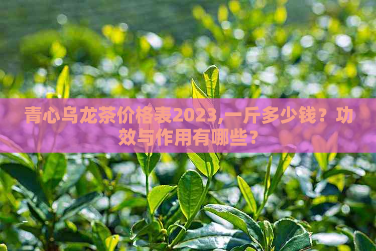 青心乌龙茶价格表2023,一斤多少钱？功效与作用有哪些？