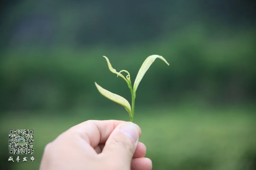 江苏恩施富硒茶加工厂