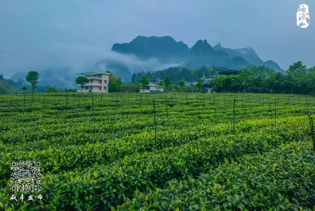 江苏恩施富硒茶加工厂