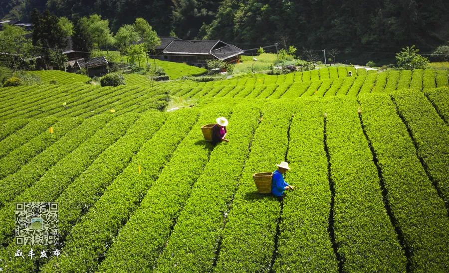 江苏恩施富硒茶加工厂