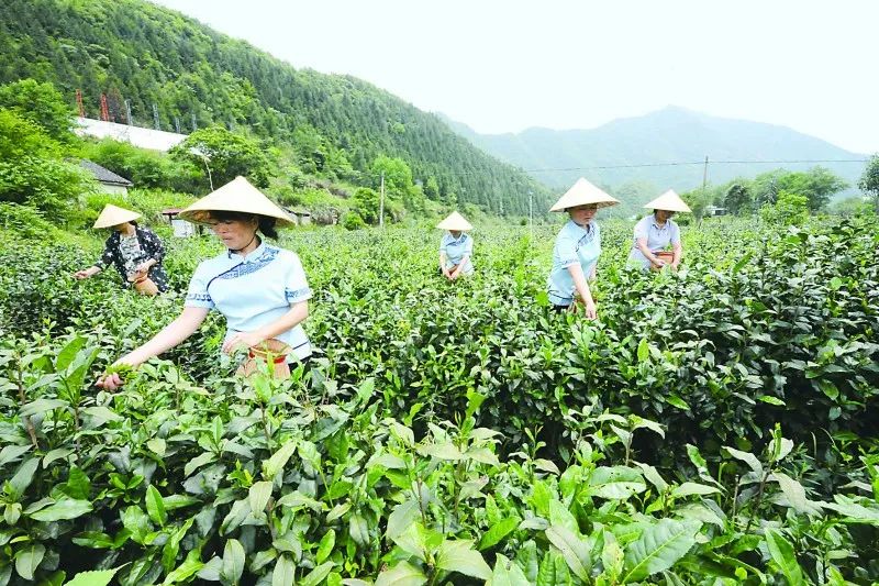 石台富硒茶的环境分析