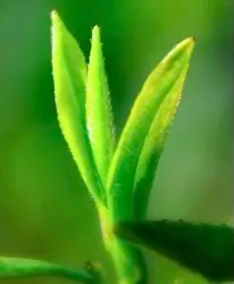 茶小硒恩施高山富硒茶