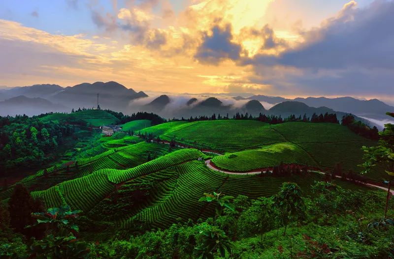 茶小硒恩施高山富硒茶