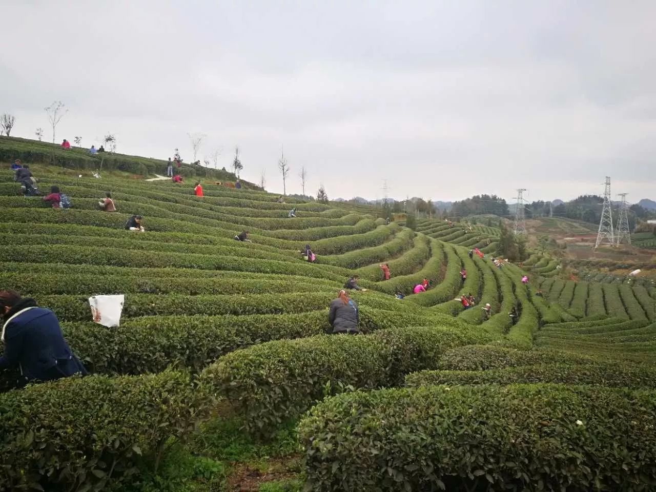 凤冈茶凤冈富锌富硒茶