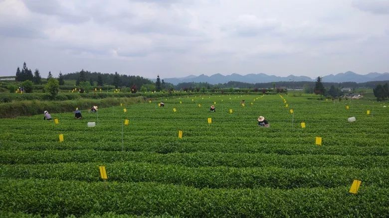 凤冈茶凤冈富锌富硒茶