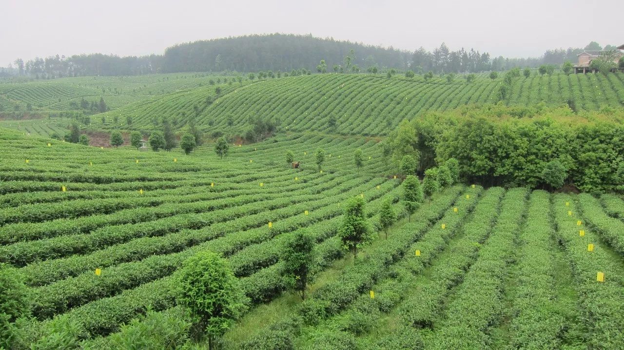 凤冈茶凤冈富锌富硒茶