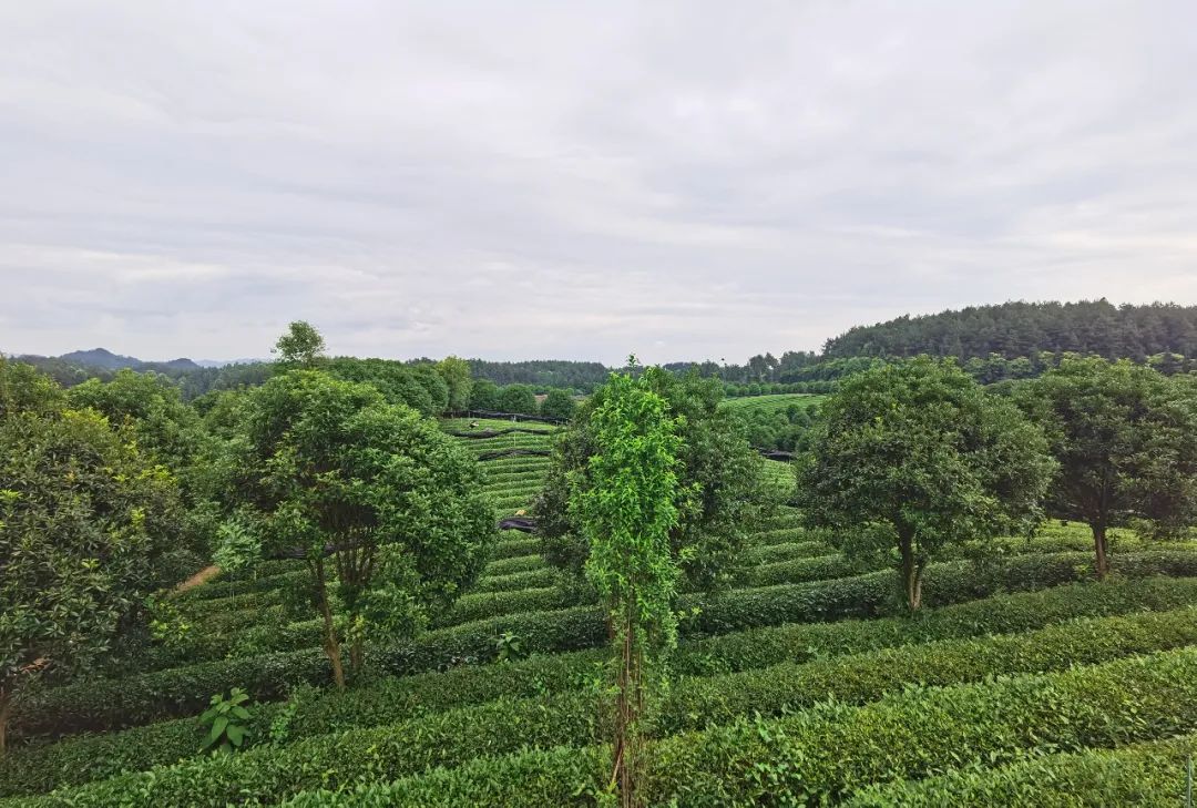 凤冈茶凤冈富锌富硒茶