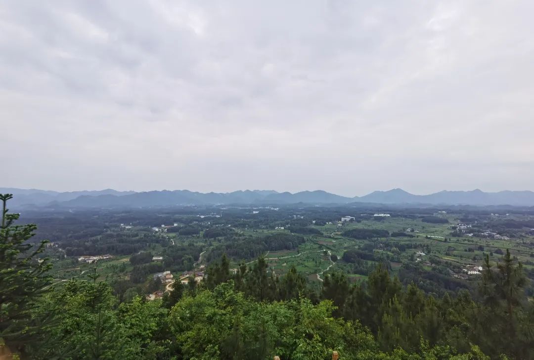 凤冈茶凤冈富锌富硒茶