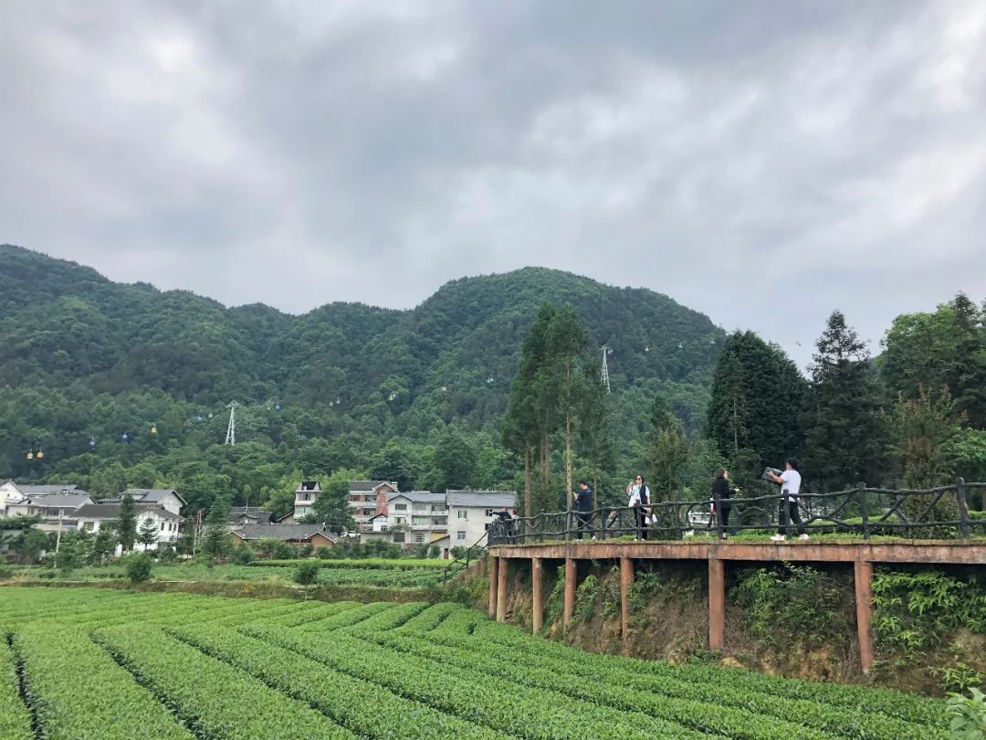 凤冈茶凤冈富锌富硒茶