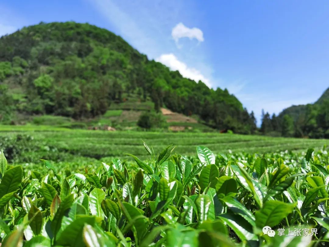 硒沁情有机富硒茶白茶