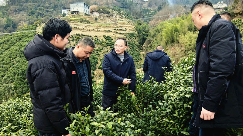 紫阳富硒茶哪种茶最好