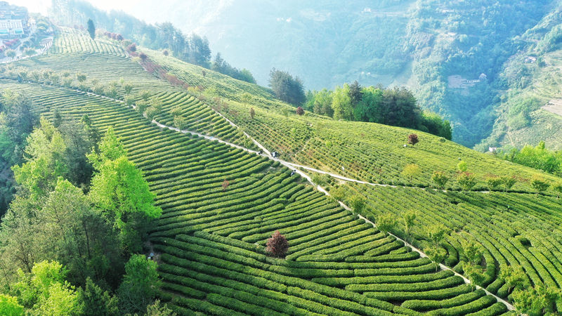 紫阳富硒茶哪种茶最好