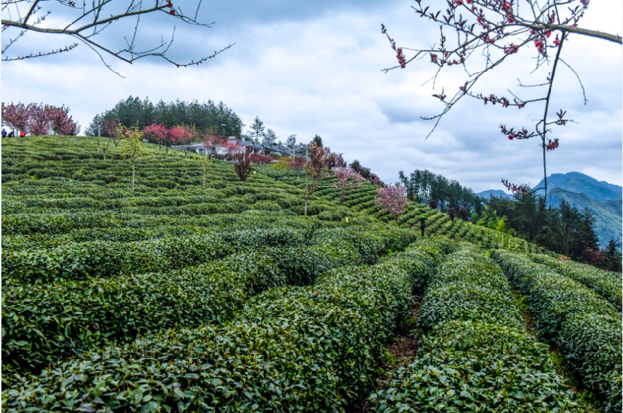 富硒茶能补充微量的硒