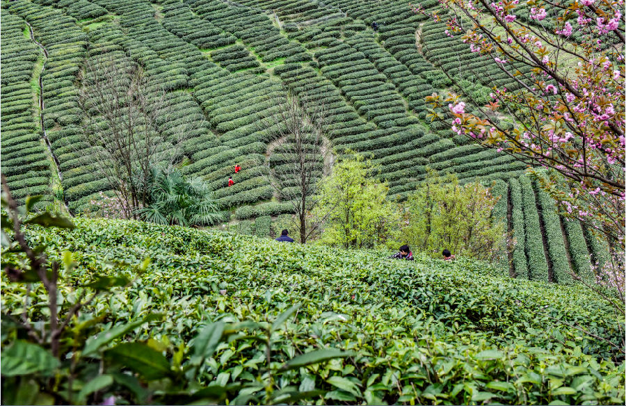 富硒茶能补充微量的硒