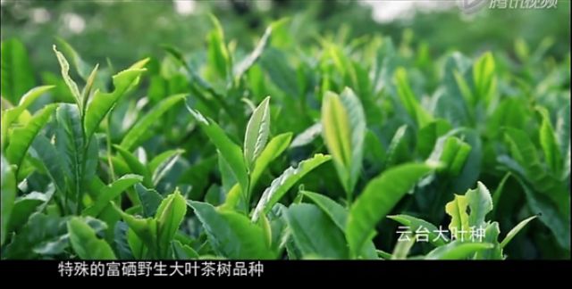 富硒茶中含多少硒含量