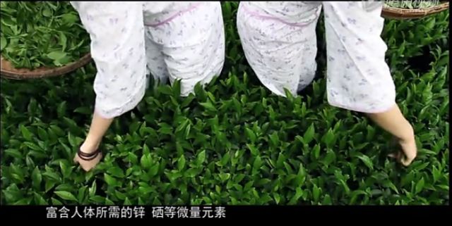 富硒茶中含多少硒含量