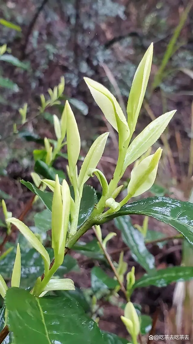 恩施富硒茶 北纬30