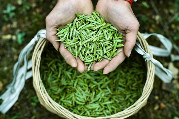 （中首）贵州：呵护干净黔茶 打造靓丽名片