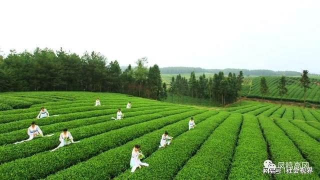 凤冈富锌富硒茶是什么