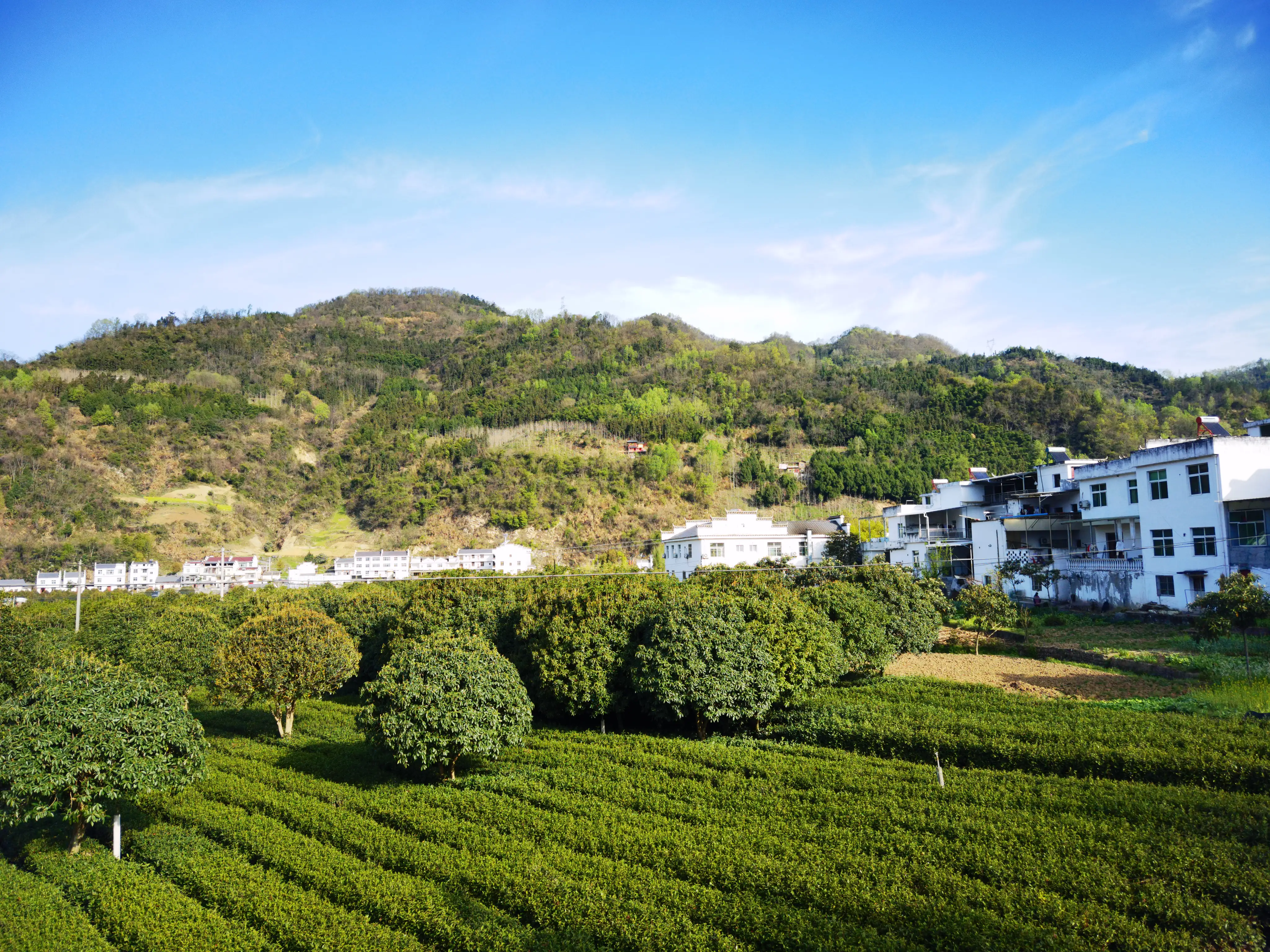 平利女娲茶 富硒绿茶