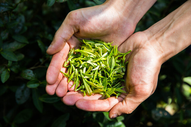 水城绿茶 天然富硒茶