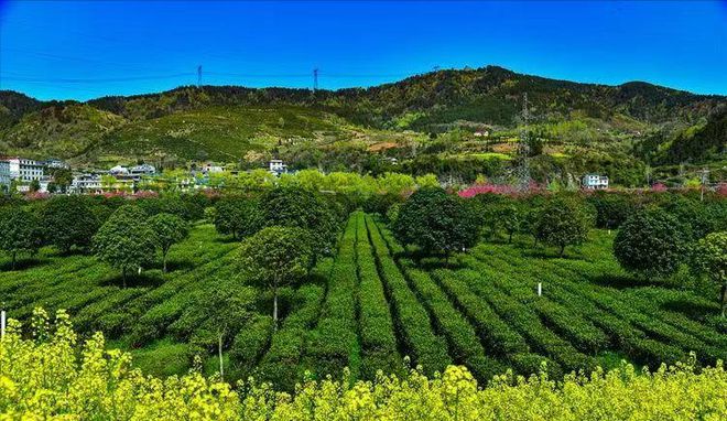 平利县富硒茶绞股蓝茶